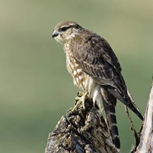 Merlin -Falco columbarius-, female, USA