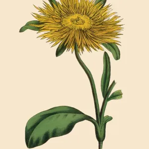 Mesembryanthemum Plant, Victorian Botanical Illustration Mesembryanthemum Plant, Victorian Botanical Illustration
