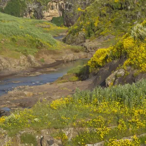 Meskel flowers (yadey abeba) growing on riverbank, Amhara, Ethiopian Highlands, Ethiopia