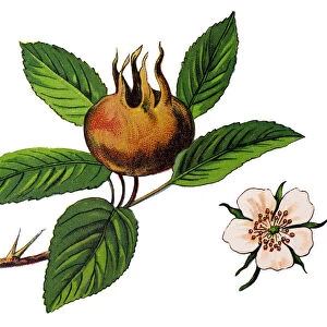Mespilus germanica, known as the medlar or common medlar