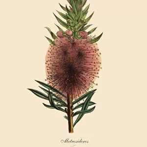 Metroosideros Plant, Victorian Botanical Illustration