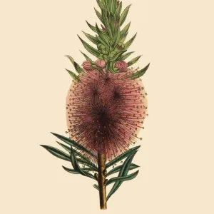Metroosideros Plant, Victorian Botanical Illustration Metroosideros Plant, Victorian Botanical Illustration