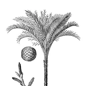 Metroxylon sagu (true sago palm)