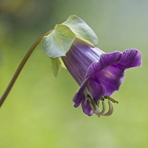 Mexican Ivy -Cobaea scandens-, flower, Thuringia, Germany
