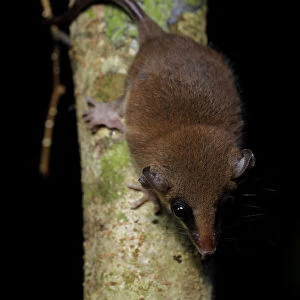Mexican mouse opossum (Marmosa mexicana)