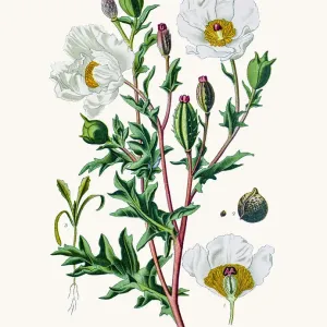 Mexican Poppy Fine Art Print