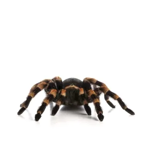 Mexican redknee tarantula Mexican redknee tarantula