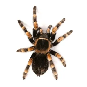 Mexican Redknee Tarantula Print Mexican Redknee Tarantula Print