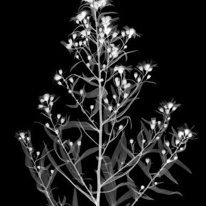 Michaelmas daisy (Aster amellus), X-ray