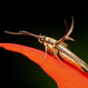 Micro moth Micro moth