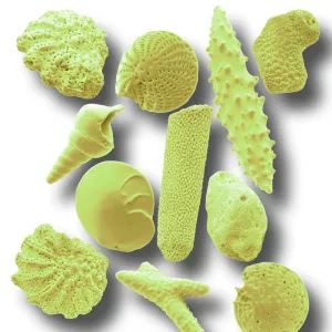 Microfossils, SEM