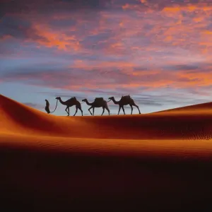 Middle Eastern Man Walking Camels in Sunset Desert Landscape Print Middle Eastern Man Walking Camels in Sunset Desert Landscape Print