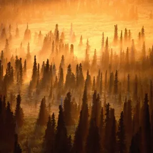 Midnight Sun Print: Chugach State Park Spruce Forest
