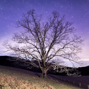 Midnight Tree Hugger Print Midnight Tree Hugger Print