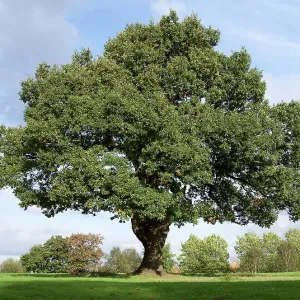 Mighty Oak Mighty Oak
