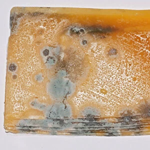 Mildew, mould cultures, spores, on slices of cheese, Irish Cheddar