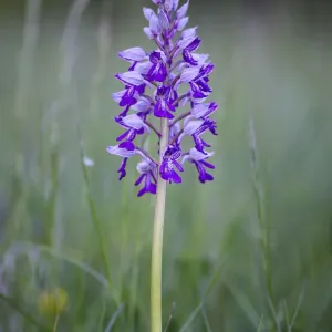 Military orchid -Orchis militaris-, protected species, wild orchid, Baden-Wuettemberg, Germany, Europe Military orchid -Orchis militaris-, protected species, wild orchid, Baden-Wuettemberg, Germany, Europe