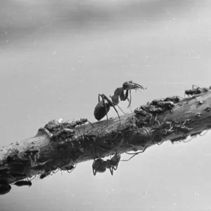 Nature & Wildlife Collection: Ants