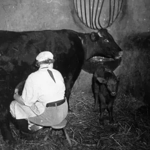19-year-old Daphne Perry milking a cow on an East Sussex farm 19-year-old Daphne Perry milking a cow on an East Sussex farm