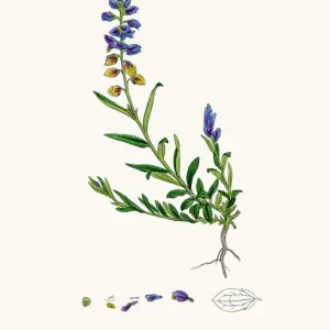 Milkwort Milkwort