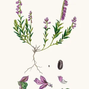 Milkwort medicinal plant for cancer treatment Milkwort medicinal plant for cancer treatment