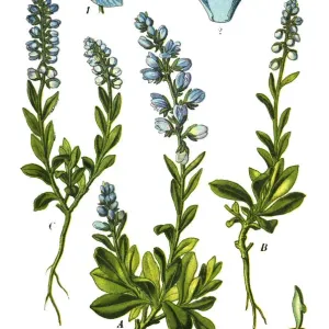 milkworts or snakeroots milkworts or snakeroots