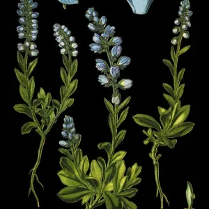 milkworts or snakeroots milkworts or snakeroots