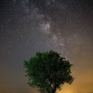 Milky Way over olive tree in Provence, France Milky Way over olive tree in Provence, France