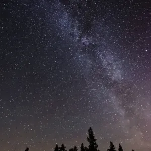 The Milky Way seen above a forest