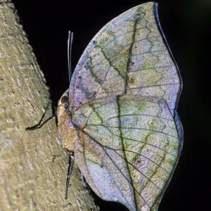 MIMICRY of a Dead Leaf, DEAD LEAF BUTTERFLY (Kallima inachus. ) MIMICRY of a Dead Leaf, DEAD LEAF BUTTERFLY (Kallima inachus. )