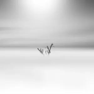 Minimalist submerged tree trunk Minimalist submerged tree trunk