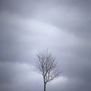Minimalistic landscape with one lone bare deciduous tree Minimalistic landscape with one lone bare deciduous tree