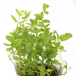Mint -Mentha-, herb, medicinal plant