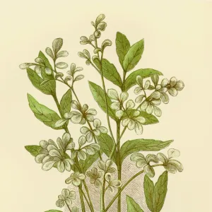 Mint and Rue illustration 1851