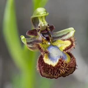 Mirror Orchid -Ophrys speculum-, Andalusia, Spain