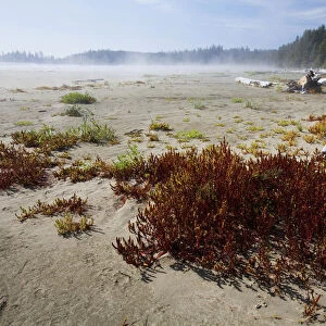 Mist And Fog Forms Over Long Beach In Pacific Rim National Park Near Tofino