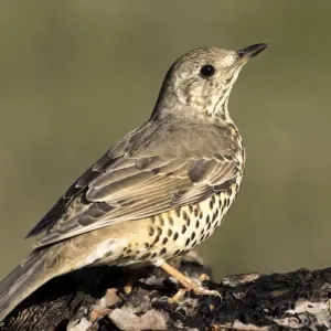 Mistle Thrush Print, Standing on a Tree Branch Mistle Thrush Print, Standing on a Tree Branch