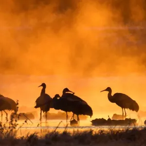 Misty cranes Misty cranes