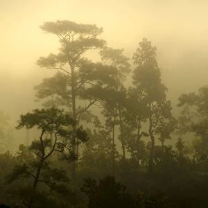 Misty jungle at sunrise, Pang Mapha or Soppong region, Mae Hong Son province, northern Thailand, Thailand, Asia