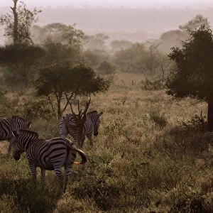 Misty Morning With the Zebras & Wildebeest, Kruger National Park, South Africa