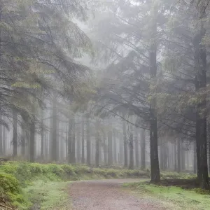 Sentier brumeux dans les bois de Bellever, Dartmoor, Devon, Angleterre. Sentier brumeux dans les bois de Bellever, Dartmoor, Devon, Angleterre.