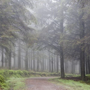 Misty path in Bellever Woods, Dartmoor, Devon, England