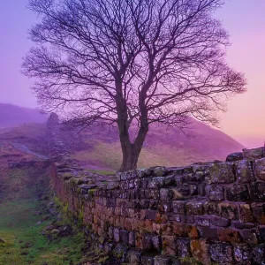 Misty Pink Dawn, Sycamore Gap