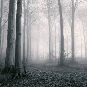 Misty woodland, Gloucestershire, UK Misty woodland, Gloucestershire, UK