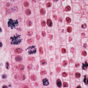 Mitosis, LM Mitosis, LM