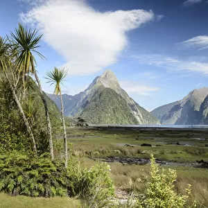 Mitre Peak, palm group and shrubs, Fiordland, Milford Sound, South Island, New Zealand