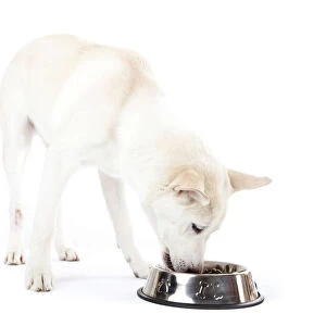 Mixed-breed dog eating from a feed bowl