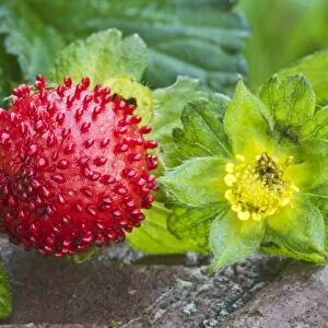 Mock strawberry -Potentilla indica-, Tyrol, Austria