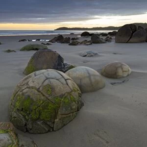 Moeraki Boulders on the beach at dawn, Moeraki Beach, Hampden, Otago Region, New Zealand