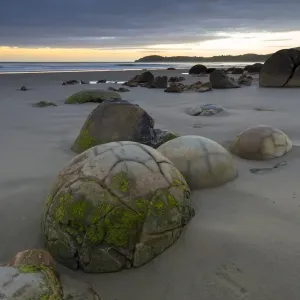 Moeraki Boulders on the beach at dawn, Moeraki Beach, Hampden, Otago Region, New Zealand Moeraki Boulders on the beach at dawn, Moeraki Beach, Hampden, Otago Region, New Zealand